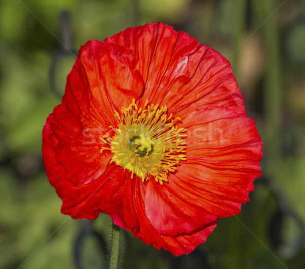 Red papaver flower Stock photo © Elenarts