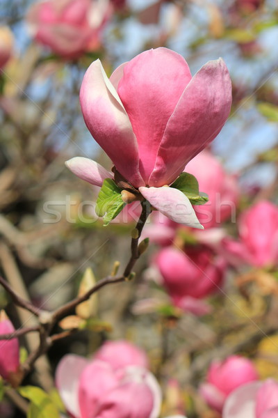 [[stock_photo]]: Magnolia · fleur · belle · seuls · branche