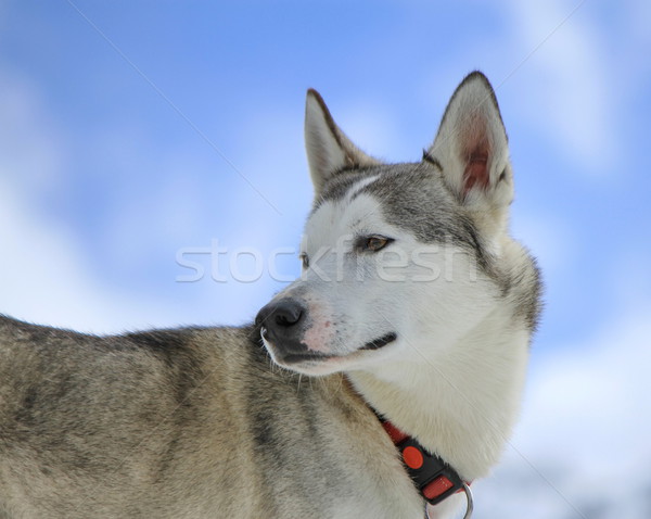 Siberian husky dog turning head back Stock photo © Elenarts