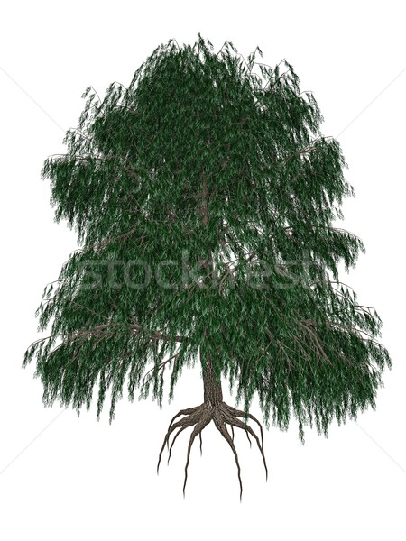 Babylon or weeping willow, salix babylonica tree - 3D render Stock photo © Elenarts