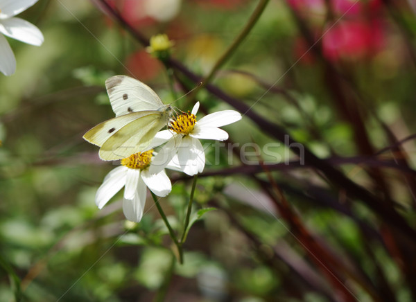 White butterfly and flower Stock photo © Elenarts