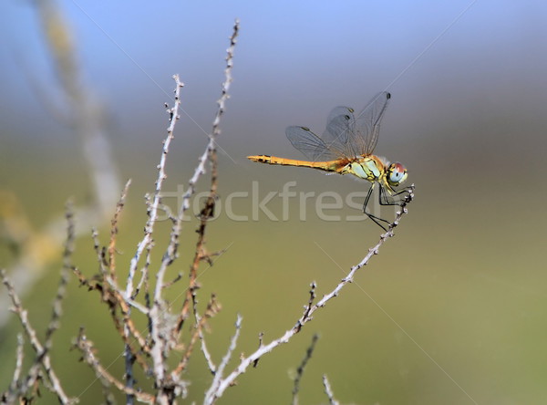Dragonfly in nature Stock photo © Elenarts