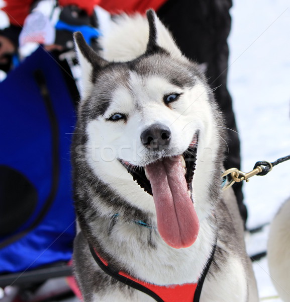 Stock photo: Husky sled dog at work