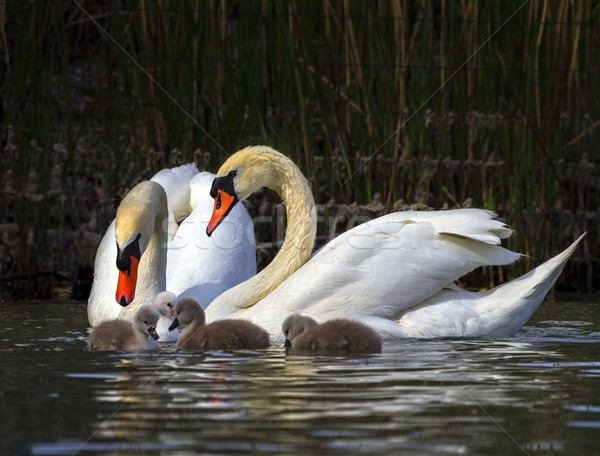 Stock photo: Mute swan, cygnus olor, parents and babies