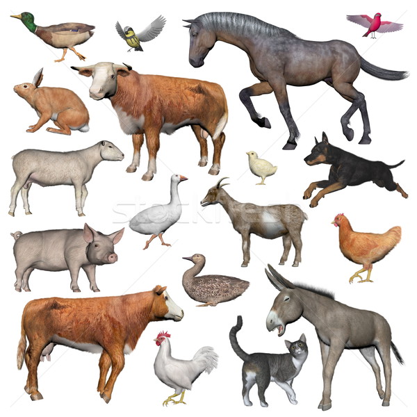 Set of farm animals - 3D render Stock photo © Elenarts