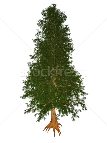 Australian or queensland red toon, burma, indian, moulmein cedar, toona ciliata tree - 3D render Stock photo © Elenarts
