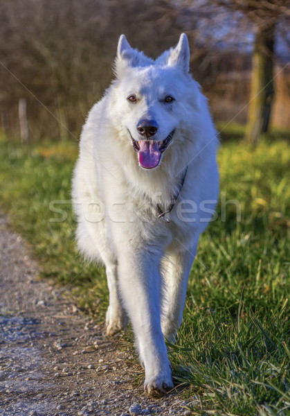 Swiss white shepherd Stock photo © Elenarts