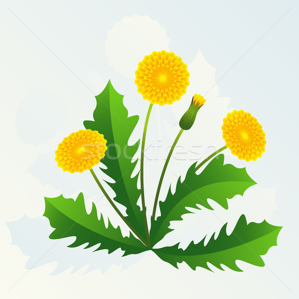 Dandelion Stock photo © ElenaShow
