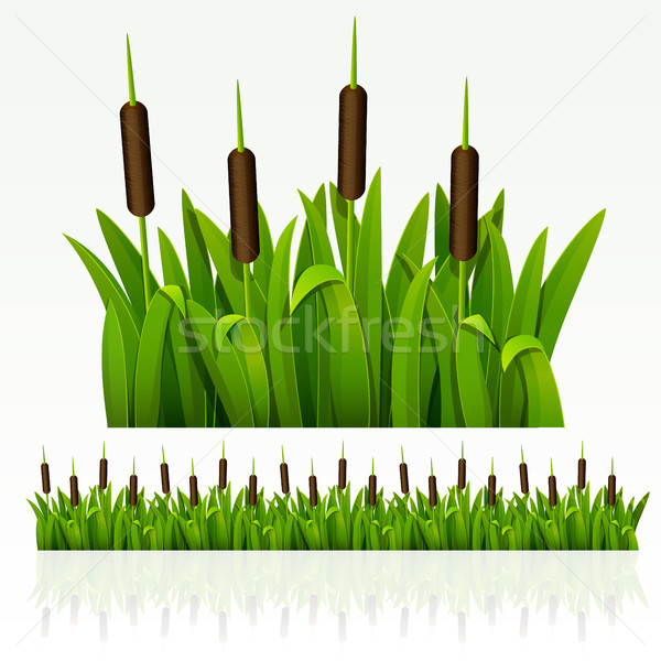 Herbe frontière vert peuvent printemps domaine [[stock_photo]] © ElenaShow