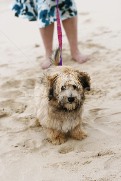 A dog on the beach with owner. Stock photo © ElinaManninen