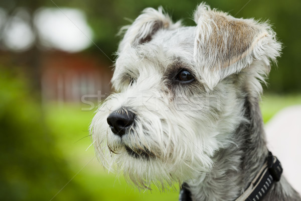 Hund Freien Porträt cute wenig Welpen Stock foto © ElinaManninen