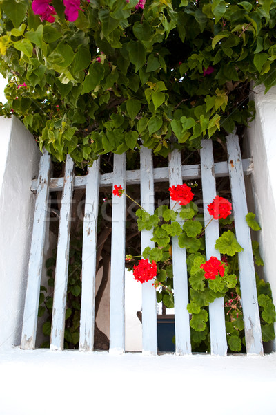 Geranium, Thira, Santorini, Greece Stock photo © ElinaManninen
