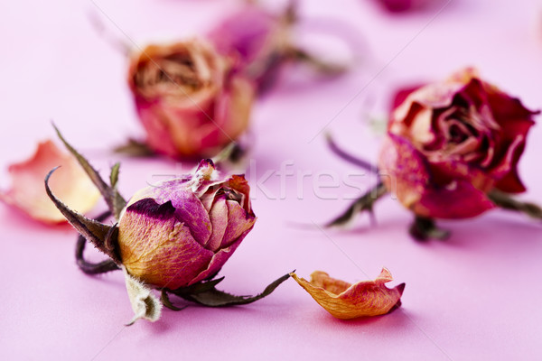 Imagine de stoc: Usuce · trandafiri · imagine · ziua · indragostitilor