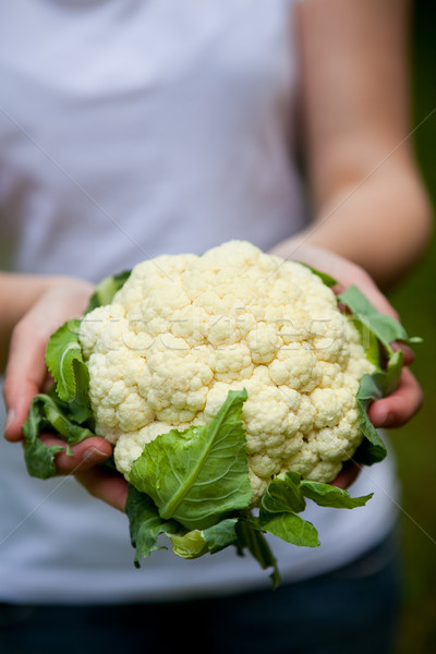 Blumenkohl Frau halten schönen frischen Stock foto © ElinaManninen