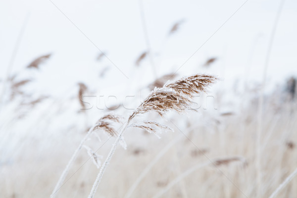 Reeds in winter Stock photo © ElinaManninen