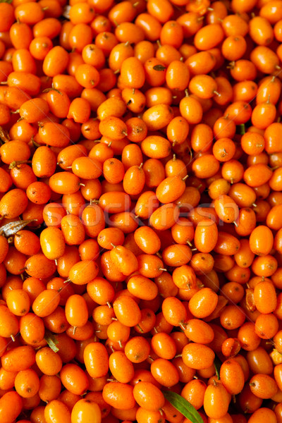 Sea-buckthorn Stock photo © ElinaManninen