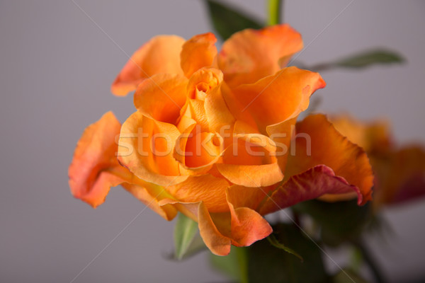 Stockfoto: Decoratief · oranje · steeg · grijs · groene