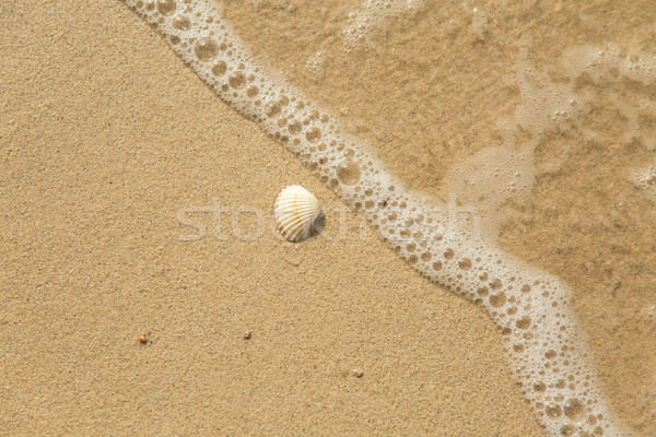 White sea shell and wave on sandy beach  Stock photo © Elisanth