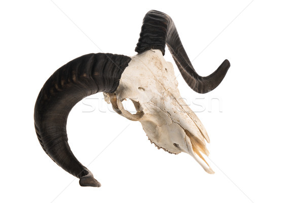 Superior vista carnero cráneo Foto stock © Elisanth