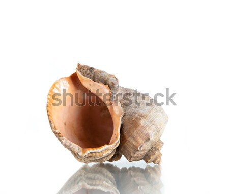 Seashell, studio shot  Stock photo © Elisanth