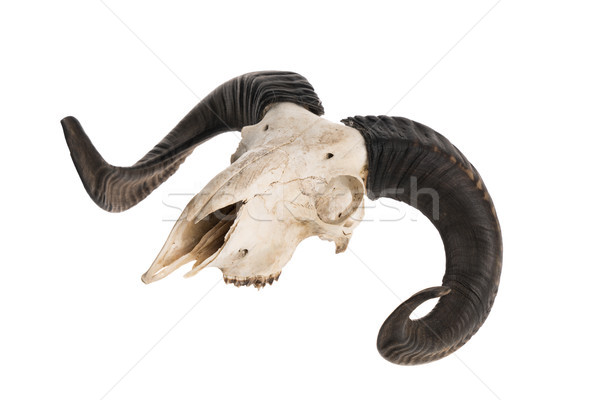 Stock photo: Side view of real ram skull with horns 