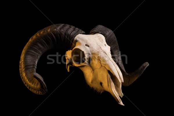 Carnero cráneo aislado negro Foto stock © Elisanth