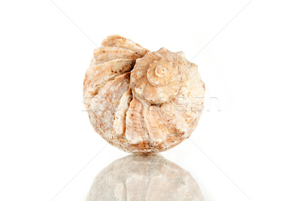 Big seashell, studio shot  Stock photo © Elisanth