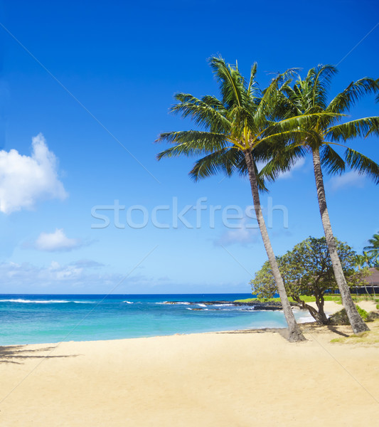 Palmiye ağaçları Hawaii ağaç kumlu Stok fotoğraf © EllenSmile