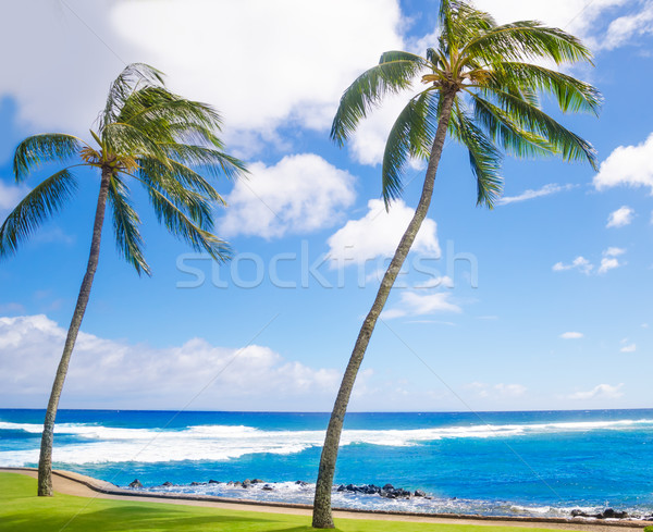 Palmiye ağaçları okyanus ağaç Hawaii gökyüzü Stok fotoğraf © EllenSmile