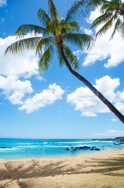 Palmiye ağaçları Hawaii ağaç kumlu Stok fotoğraf © EllenSmile