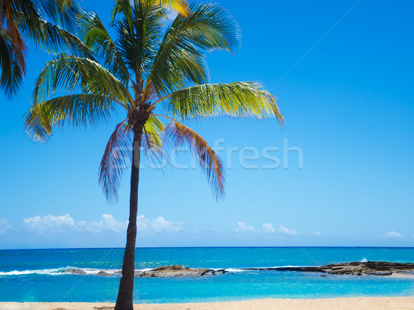 Palmen Sandstrand Hawaii Kokospalme Baum sandigen Stock foto © EllenSmile