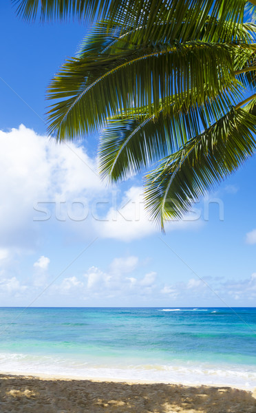 Pálmafák homokos tengerpart Hawaii kókuszpálma fa homokos Stock fotó © EllenSmile