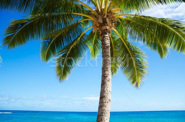 Pálmafák óceán kókuszpálma fa Hawaii égbolt Stock fotó © EllenSmile