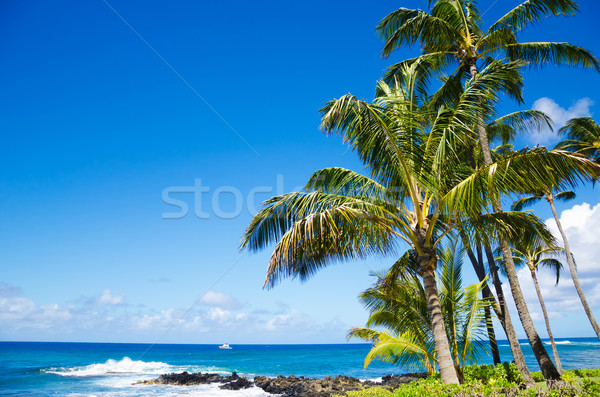 Palmiye ağaçları okyanus ağaç Hawaii gökyüzü Stok fotoğraf © EllenSmile