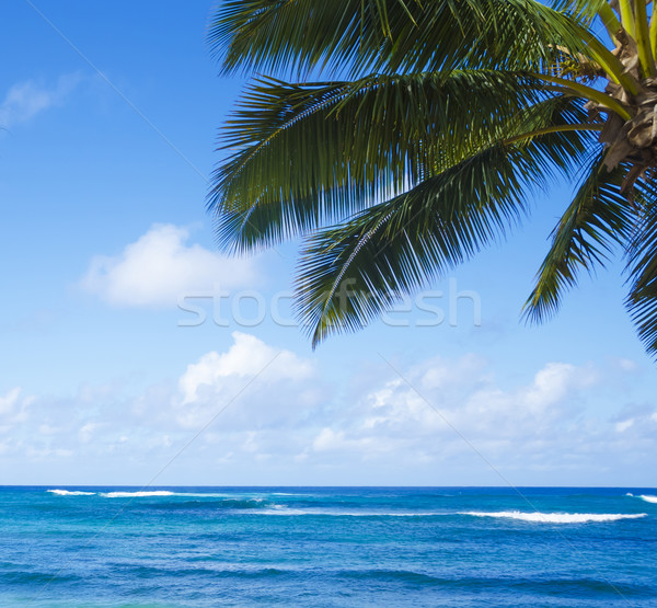 Palmiye yaprağı okyanus plaj Hawaii gökyüzü Stok fotoğraf © EllenSmile