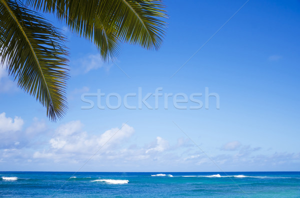 [[stock_photo]]: Feuilles · de · palmier · océan · plage · Hawaii · ciel