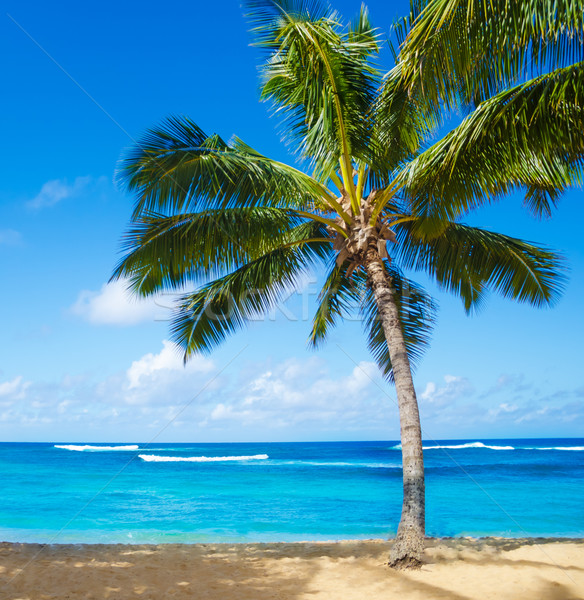 Palmen Sandstrand Hawaii Kokospalme Baum sandigen Stock foto © EllenSmile