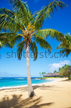 ストックフォト: ヤシの木 · 砂浜 · ハワイ · ツリー · 砂の