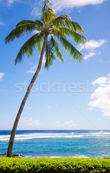 Palmiye ağaçları okyanus ağaç Hawaii gökyüzü Stok fotoğraf © EllenSmile