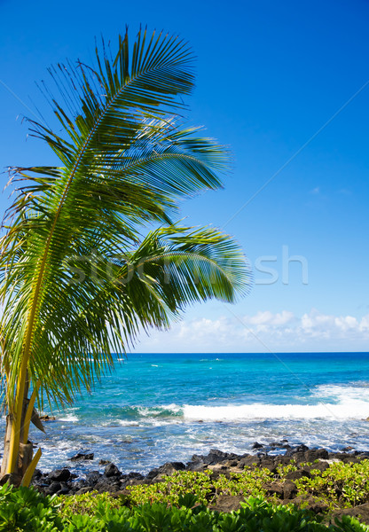 Stockfoto: Palmbomen · oceaan · boom · Hawaii · hemel