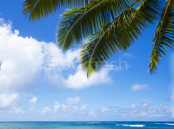 Palmiye yaprağı okyanus plaj Hawaii gökyüzü Stok fotoğraf © EllenSmile