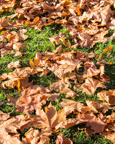 Fallen Herbstsaison Wald Frühling Gras Blatt Stock foto © Elnur