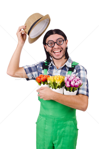 Foto stock: Jóvenes · funny · jardinero · tulipanes · aislado · blanco