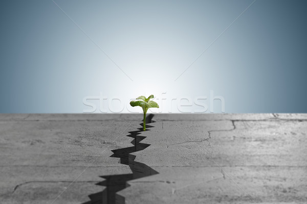 New life concept with sprout growing through crack Stock photo © Elnur