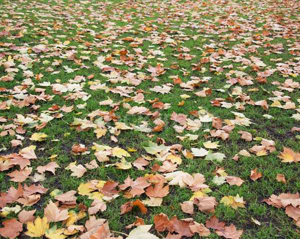 Caída temporada de otoño forestales primavera hierba hoja Foto stock © Elnur