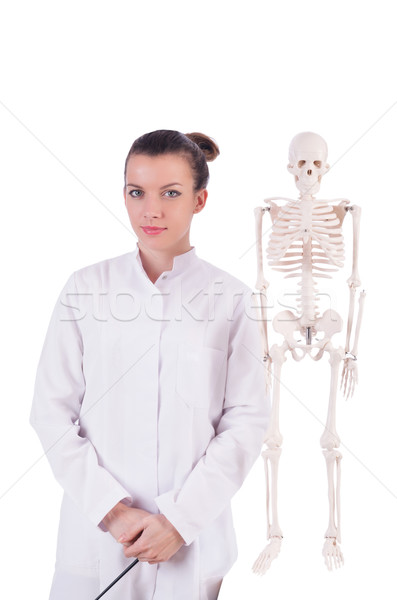 Orvos csontváz fehér férfi orvosi test Stock fotó © Elnur