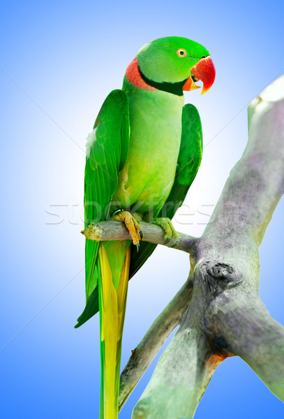 Farbenreich Papagei Vogel Sitzung Auge Hintergrund Stock foto © Elnur