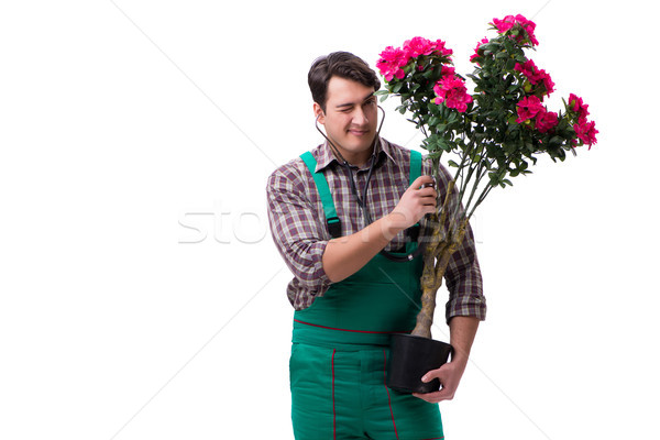 Young man gardener isolated on white Stock photo © Elnur