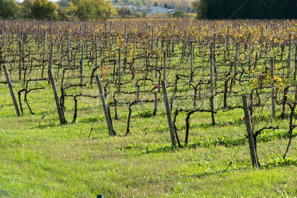 Grapes fields during winter fall autumn days Stock photo © Elnur