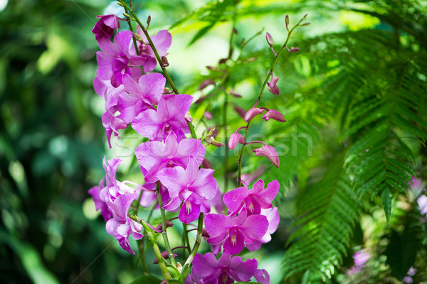 Colorato orchidea fiori luminoso estate giorno Foto d'archivio © Elnur